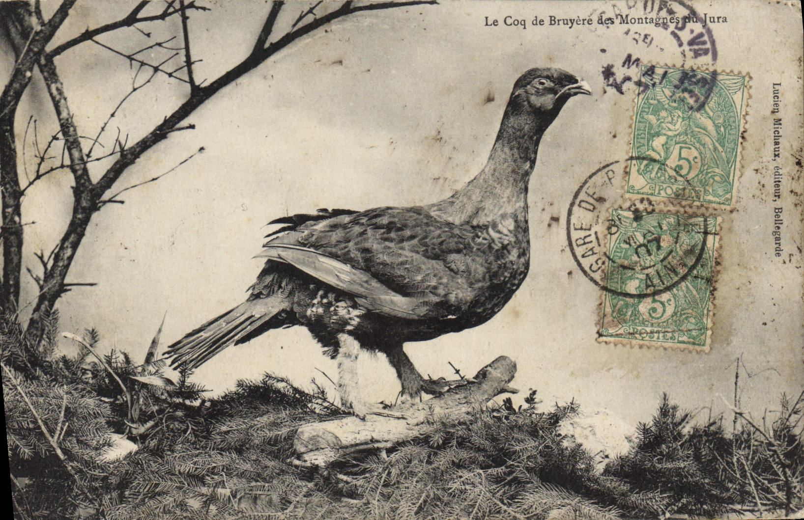 CPA le coq de Bruyere des montagnes du Jura 