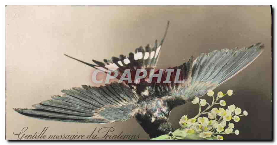 CPA Oiseau Gentille messagere du Printemps porte lui bonheur 