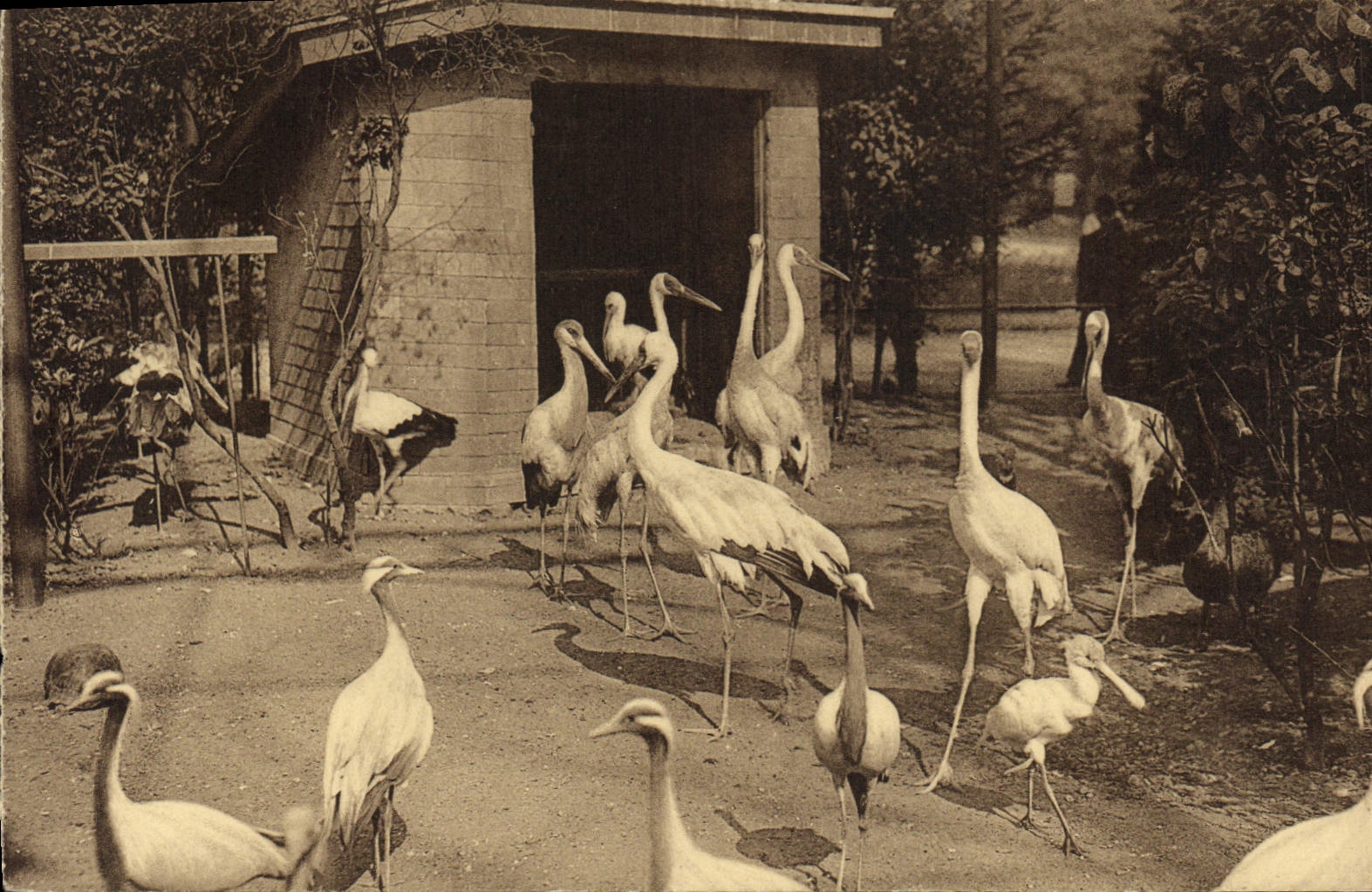 CPA Anvers Jardin zoologique Grues et Cigognes 