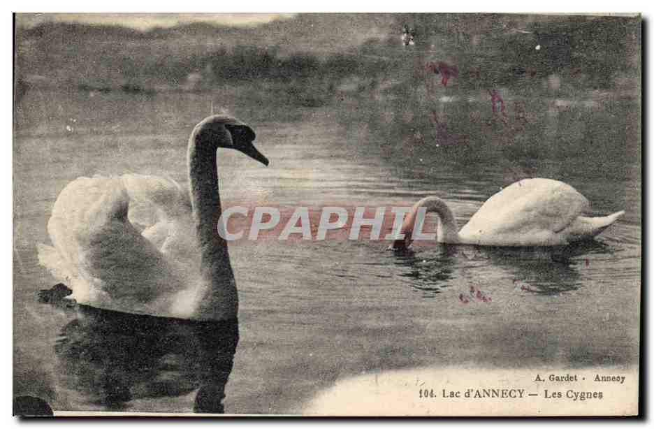 CPA Lac d'Annecy Les cygnes 