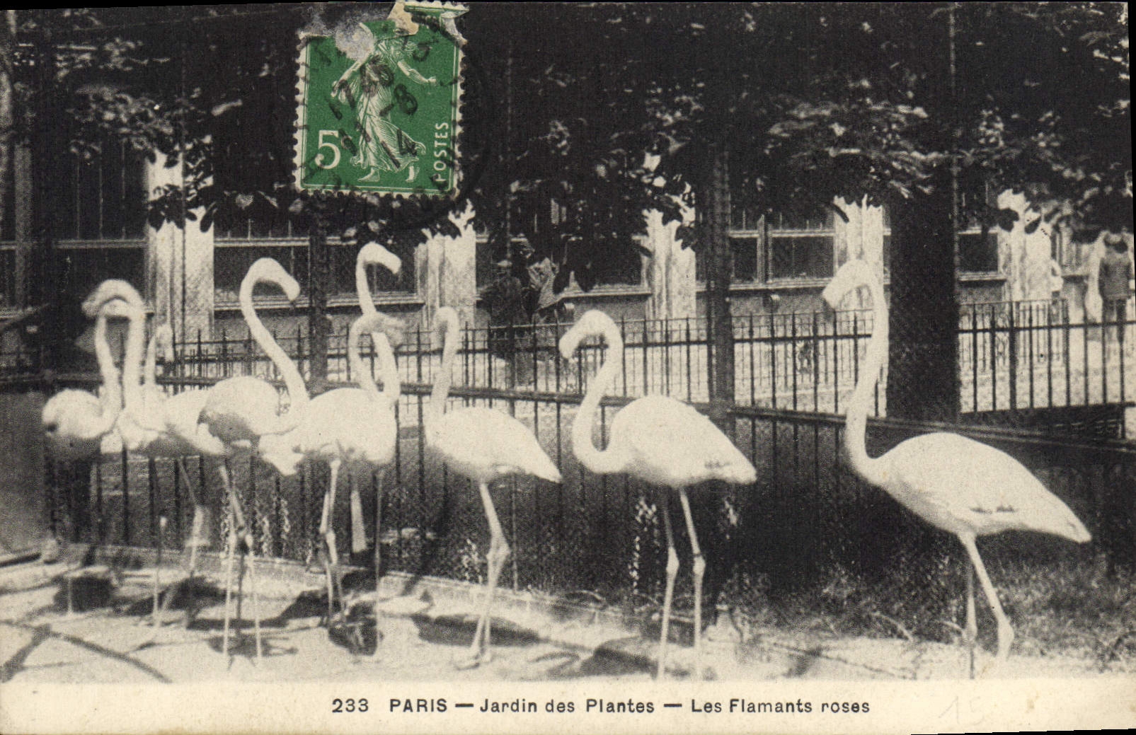 PARIS — Jardin des Plantes — Die rosa Flamingos — Imp. Photo-Mécanique, Paris