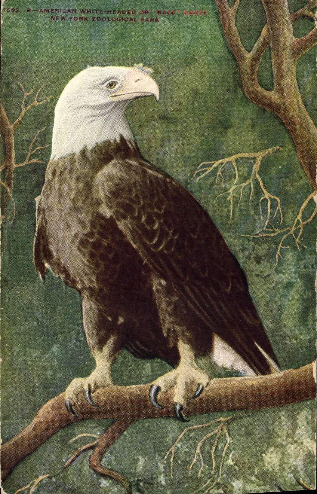 Aigle blanc ou "bald" eagle — New York Zoological Park — éditeur DYZP
