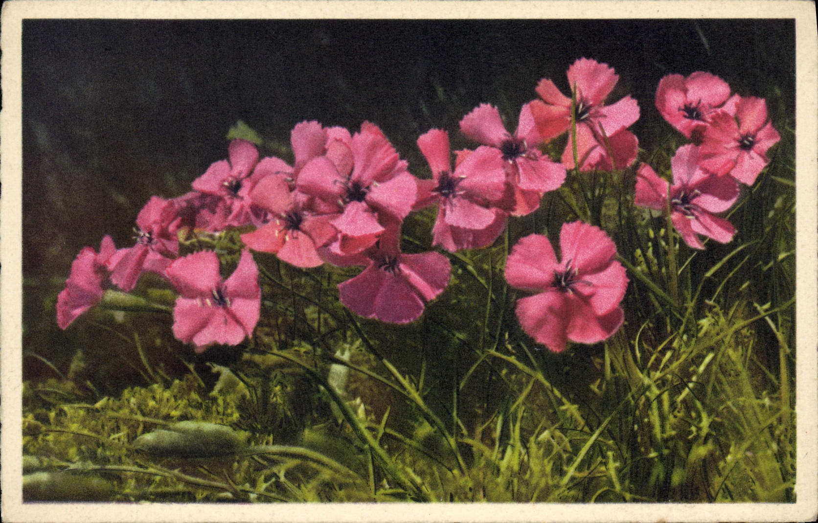 CPA Fantaisie Fleurs Alpennelken