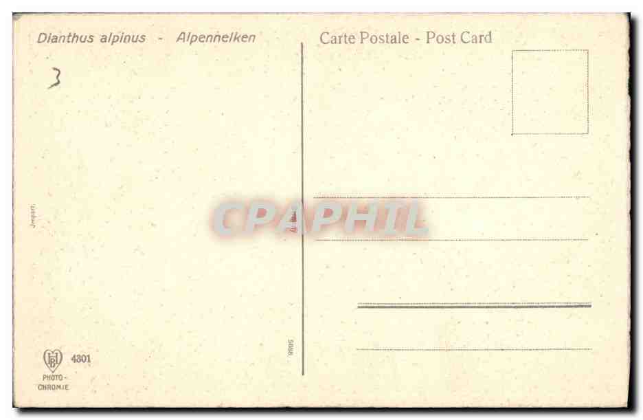 CPA Fantaisie Fleurs Alpennelken — Verso