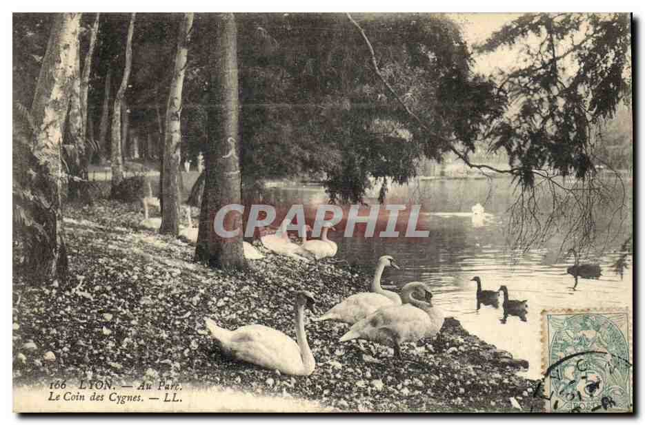 CPA Lyon Au parc Le coin des cygnes 