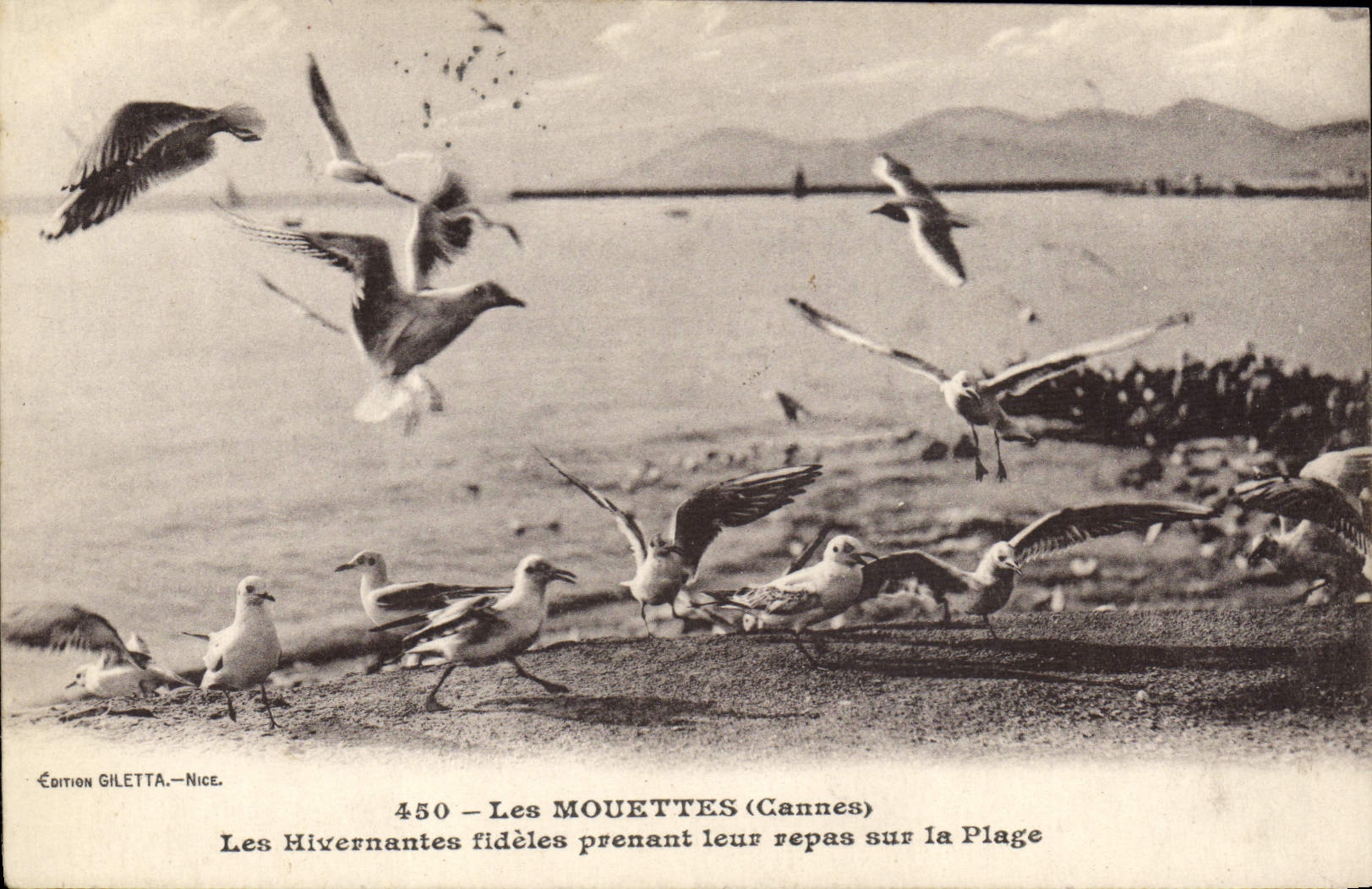 CPA Les mouettes Cannes Les Hivernantes fideles pendant leur repas sur la plage 