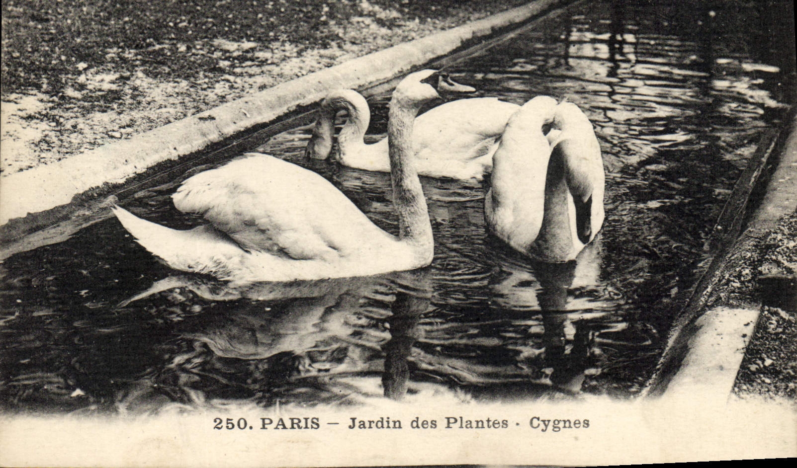 CPA Paris Jardin des plantes Cygnes Cygne 