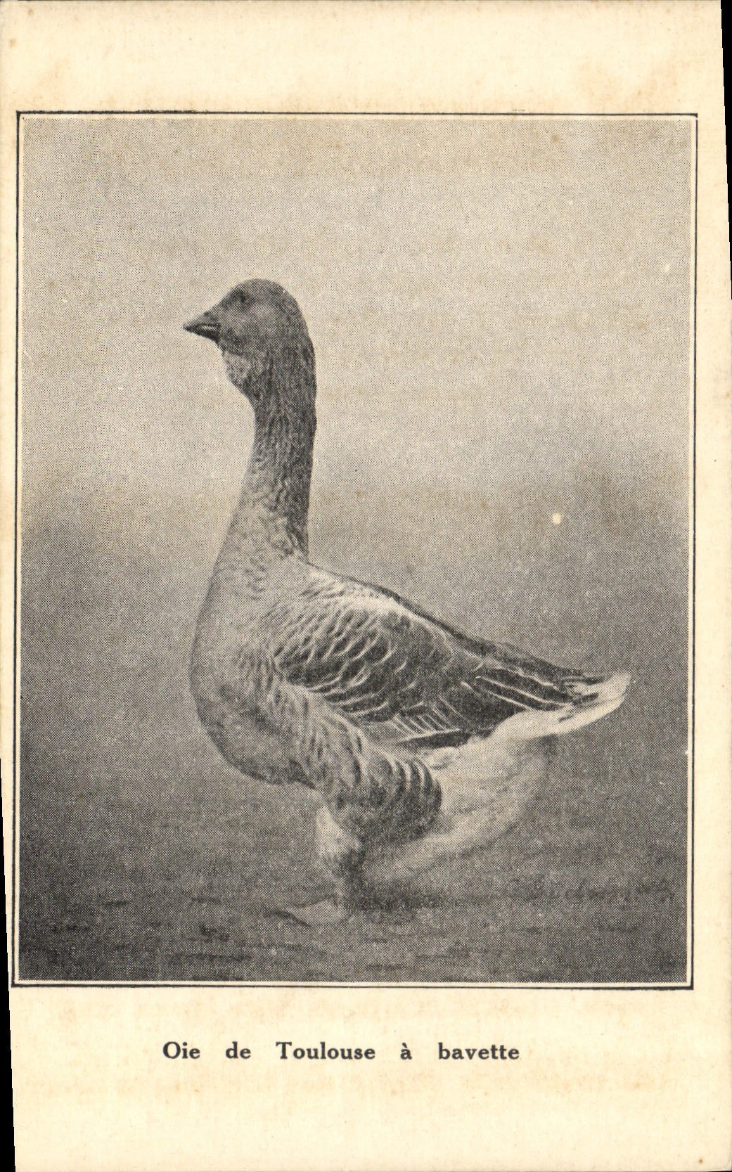 CPA Oie de Toulouse a bavette Domaine des Vaulx de Cernay par Auffargis 