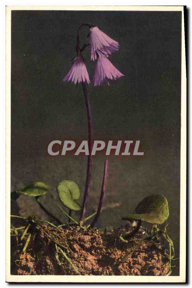 CPA Fantaisie Fleurs Soldanella alpina 