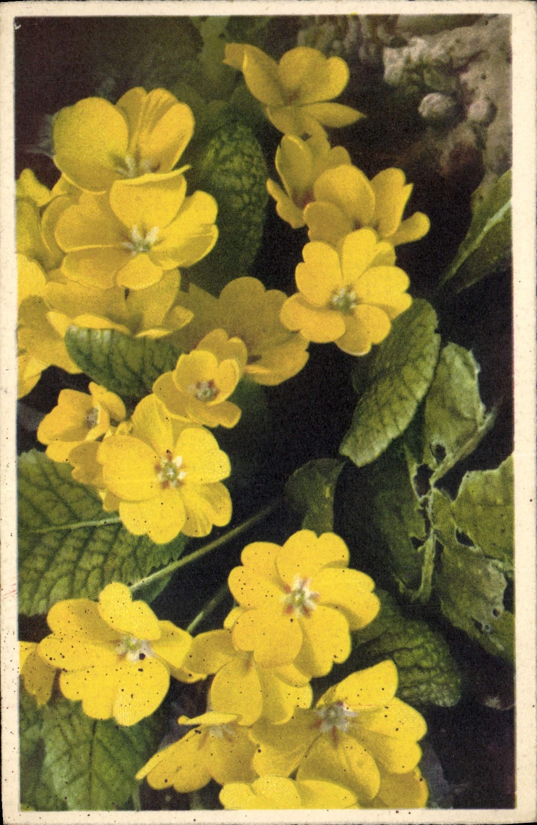 CPA Fantaisie Fleurs Primule gialle Gelbe Primeln 