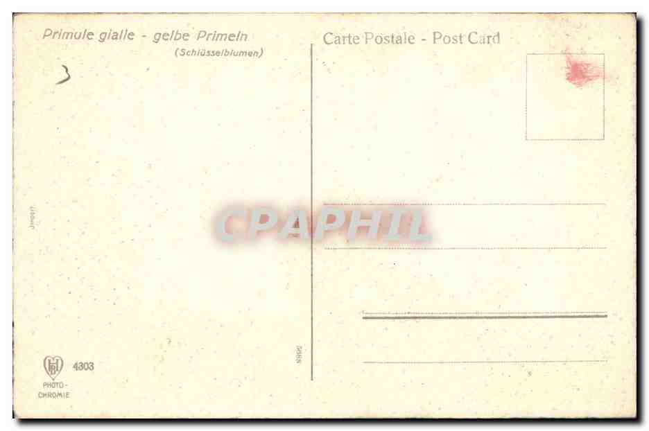 CPA Fantaisie Fleurs Primule gialle Gelbe Primeln  — Verso