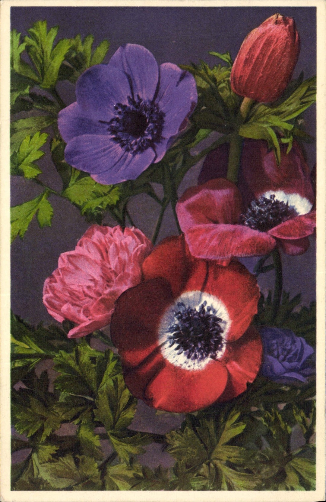CPA Fantaisie Fleurs Anemones des fleuristes 