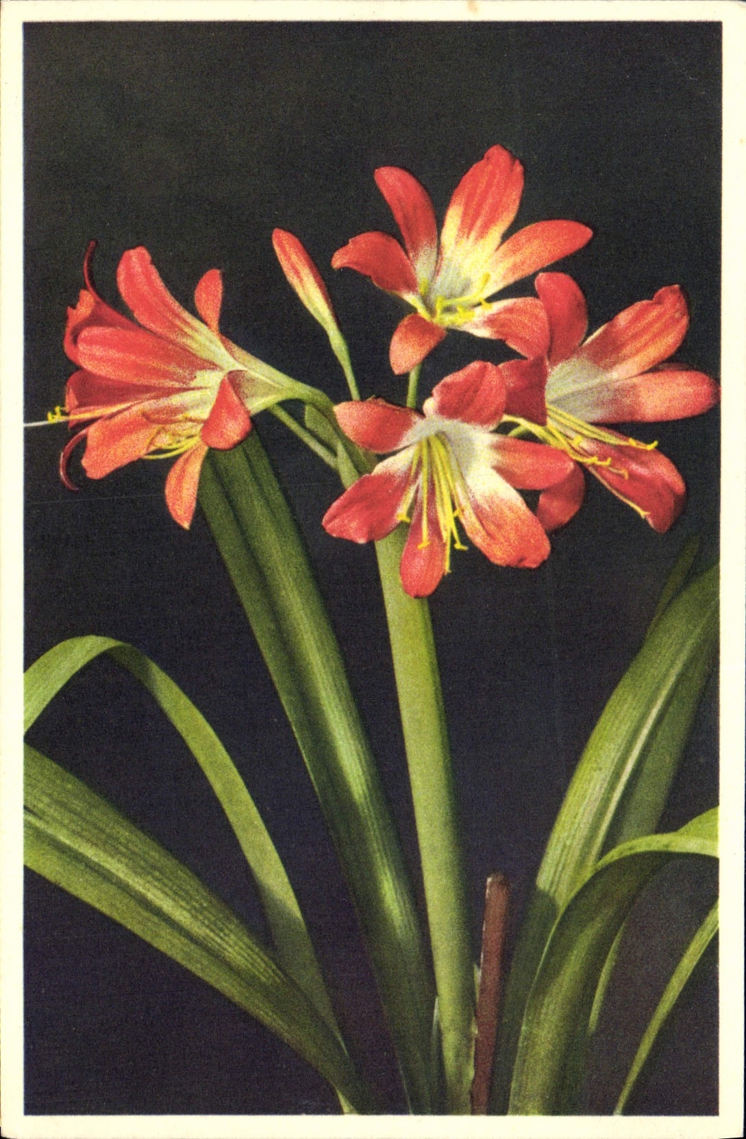 CPA Fantaisie Fleurs Clivia nobilis Linde Clivie 
