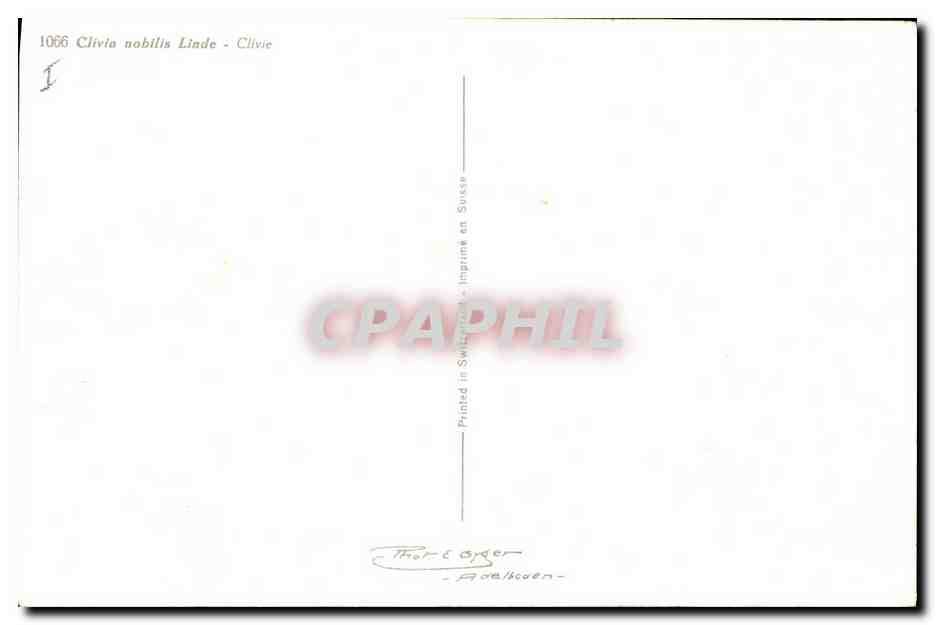 CPA Fantaisie Fleurs Clivia nobilis Linde Clivie  — Verso