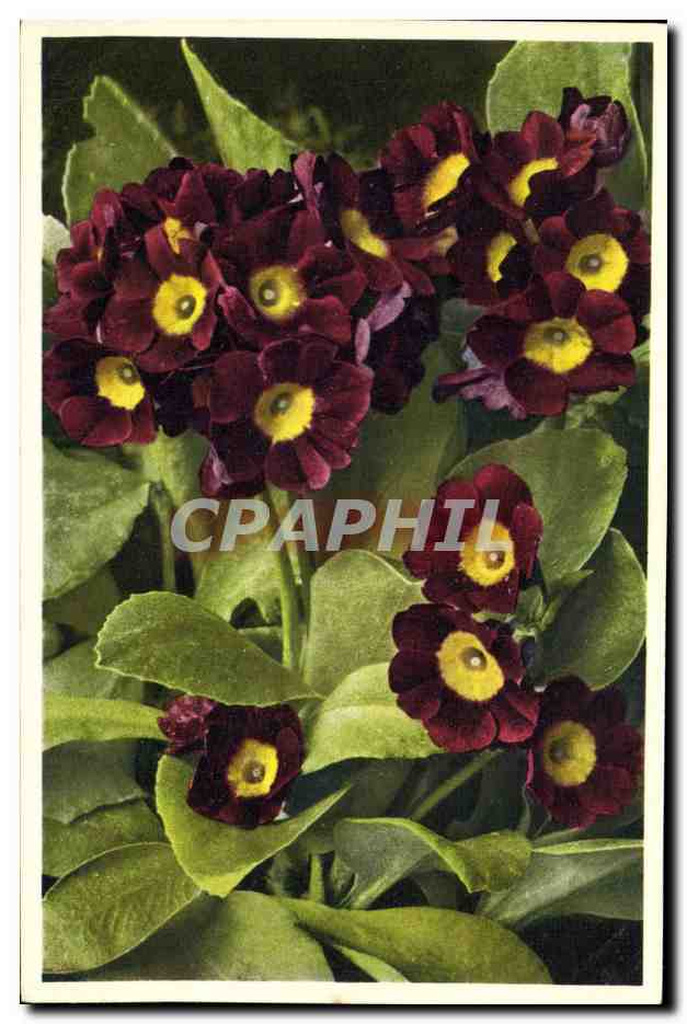 CPA Fantaisie Fleurs Oreille d'ours 