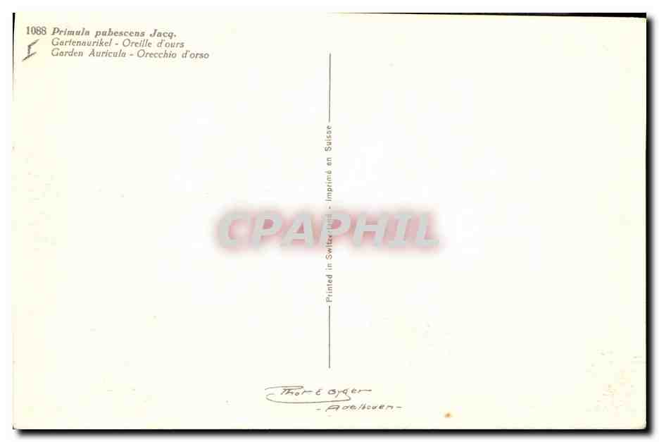 CPA Fantaisie Fleurs Oreille d'ours  — Verso