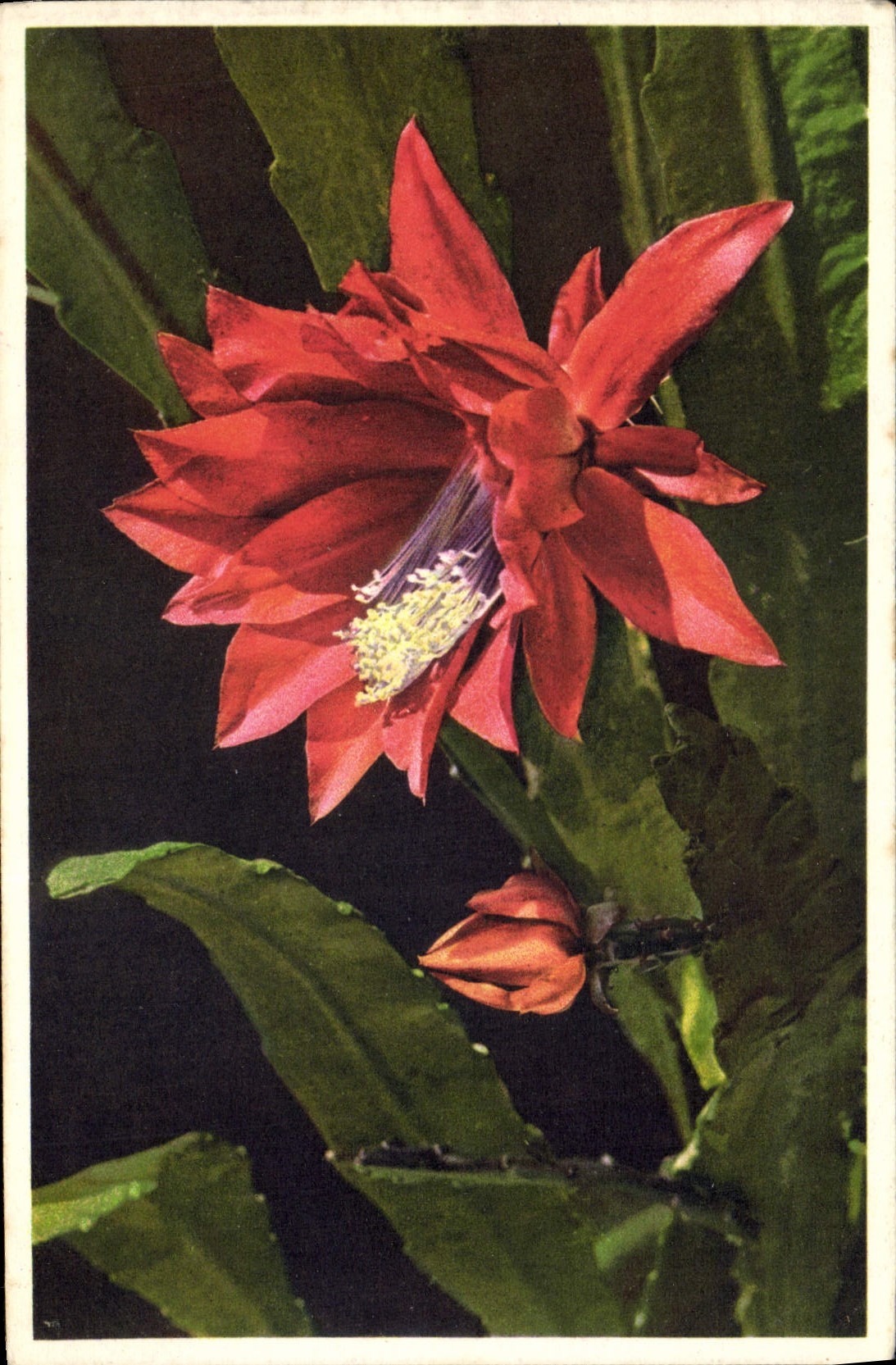 CPA Fantaisie Fleurs Cactus des fleuristes 