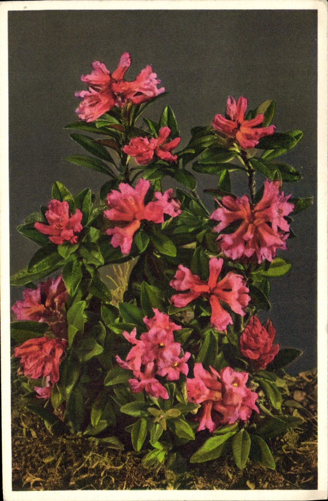 CPA Fantaisie Fleurs Alpenrose 