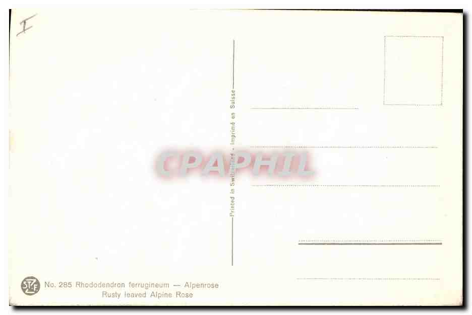 CPA Fantaisie Fleurs Alpenrose  — Verso