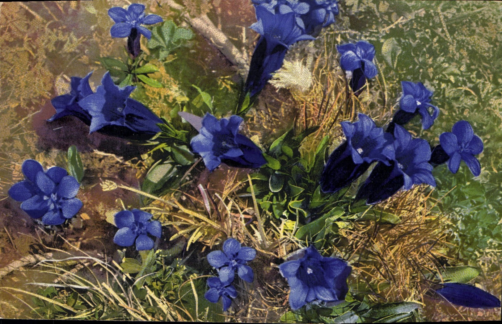 CPA Fantaisie Fleurs Gentiana Verna 