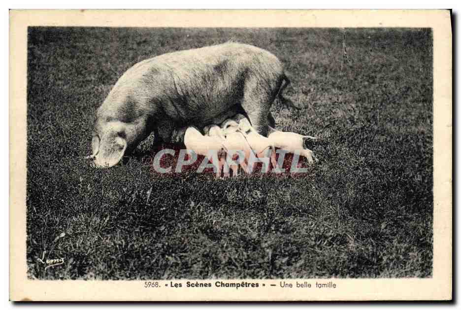 CPA Cochon Porc Une belle famille 