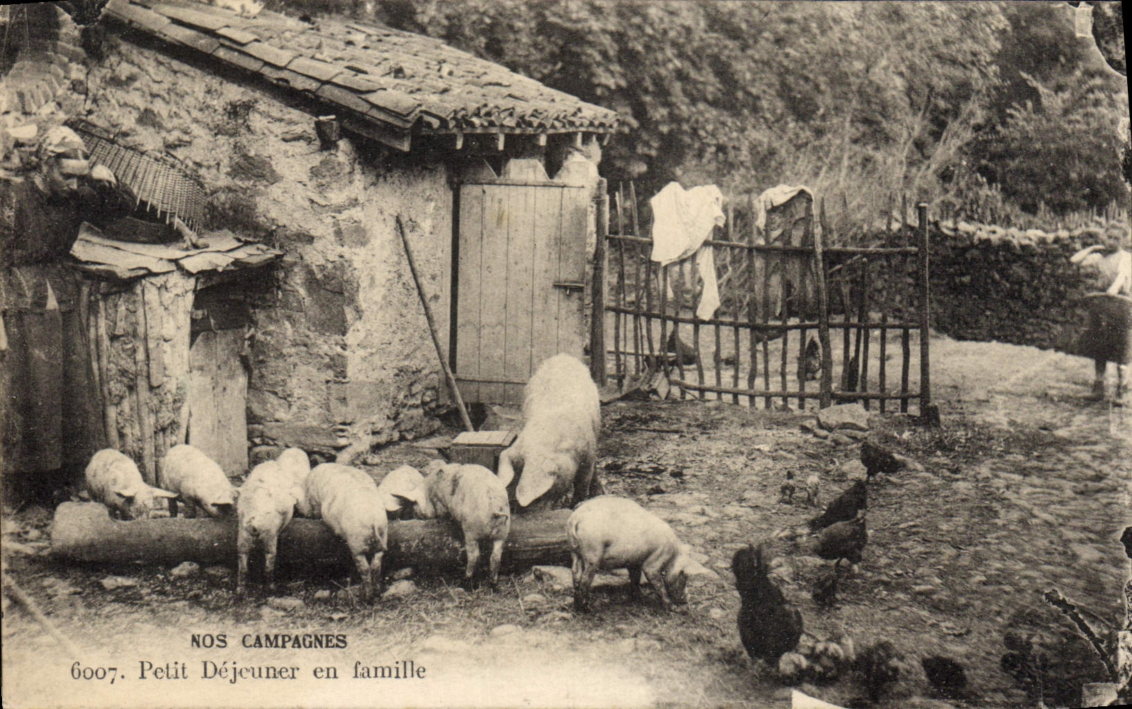 CPA Cochon Porc Petit dejeuner en famille