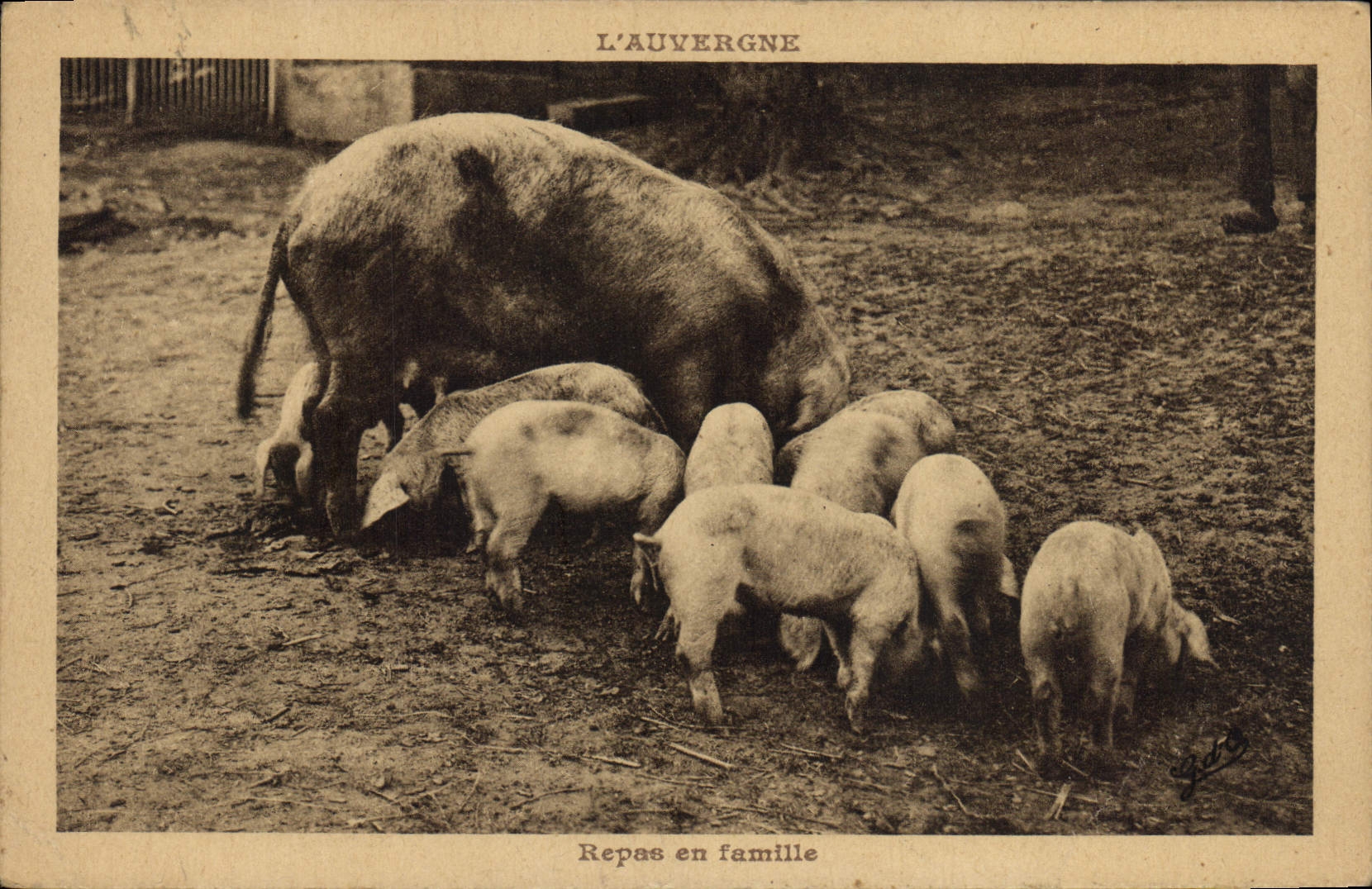 CPA Cochon Porc Auvergne Repas en famille