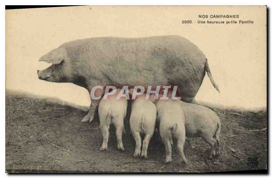 CPA Cochon Porc Une heureuse petite famille