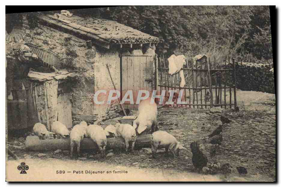 CPA Cochon Porc Petit dejeuner en famille