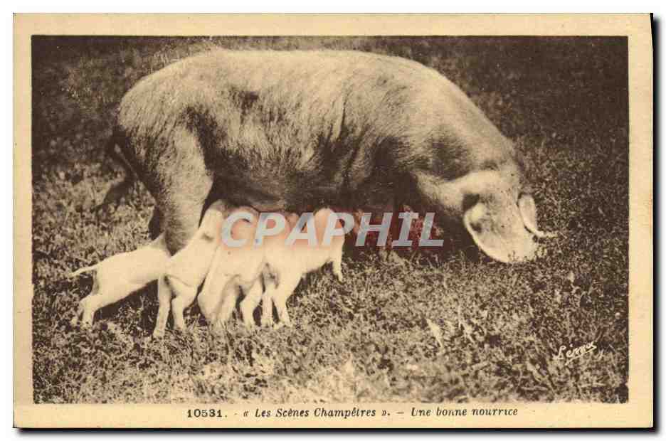 CPA Cochon Porc Une bonne nourrice