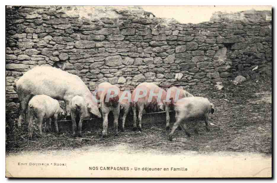 CPA Cochon Porc Un dejeuner en famille
