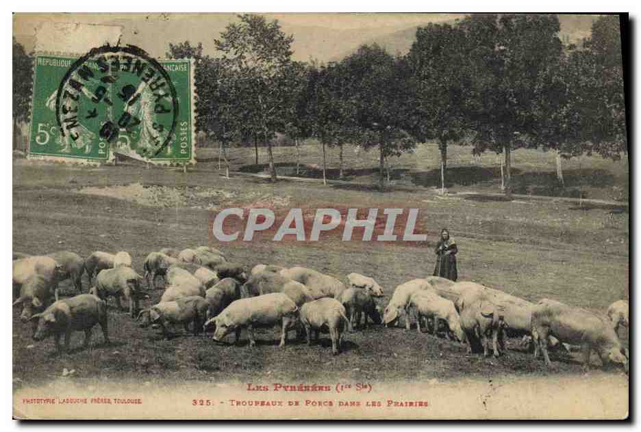 CPA Cochon Porc Troupeaux de porcs dans les prairies Pyrenees