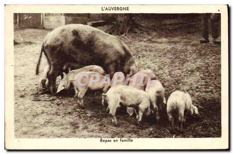 CPA Cochon Porc Repas en famille Auvergne 