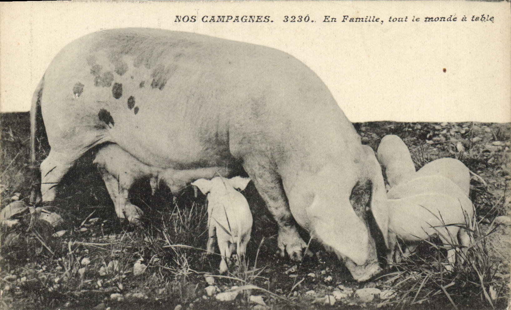 CPA Cochon Porc En famille tout le monde a table