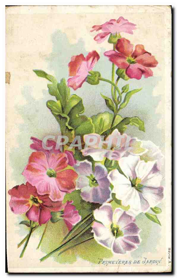 CPA Fantaisie Fleurs Primeveres de jardin 