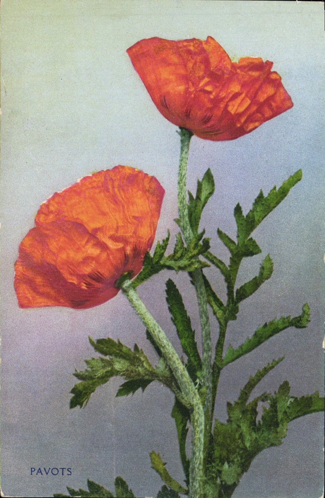 CPA Fantaisie Fleurs Pavots