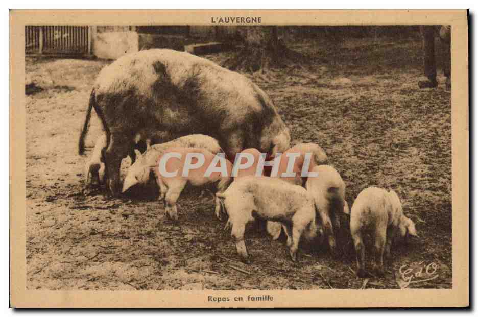 CPA Cochon Porc Auvergne Repas en famille 