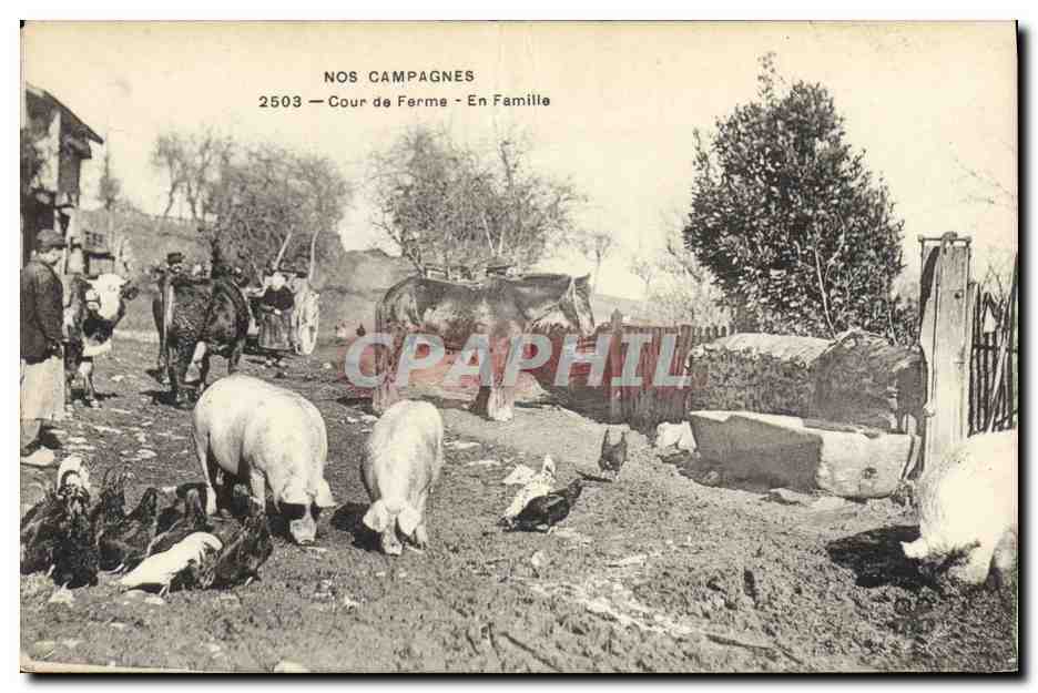 CPA Cochon Porc Cour de ferme En famille 