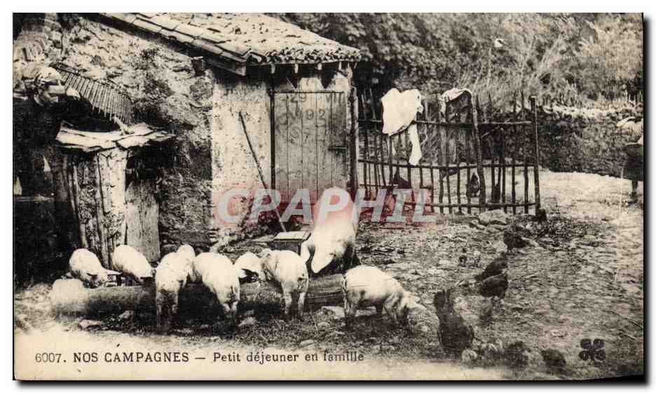 CPA Cochon Porc Petit dejeuner en famille 