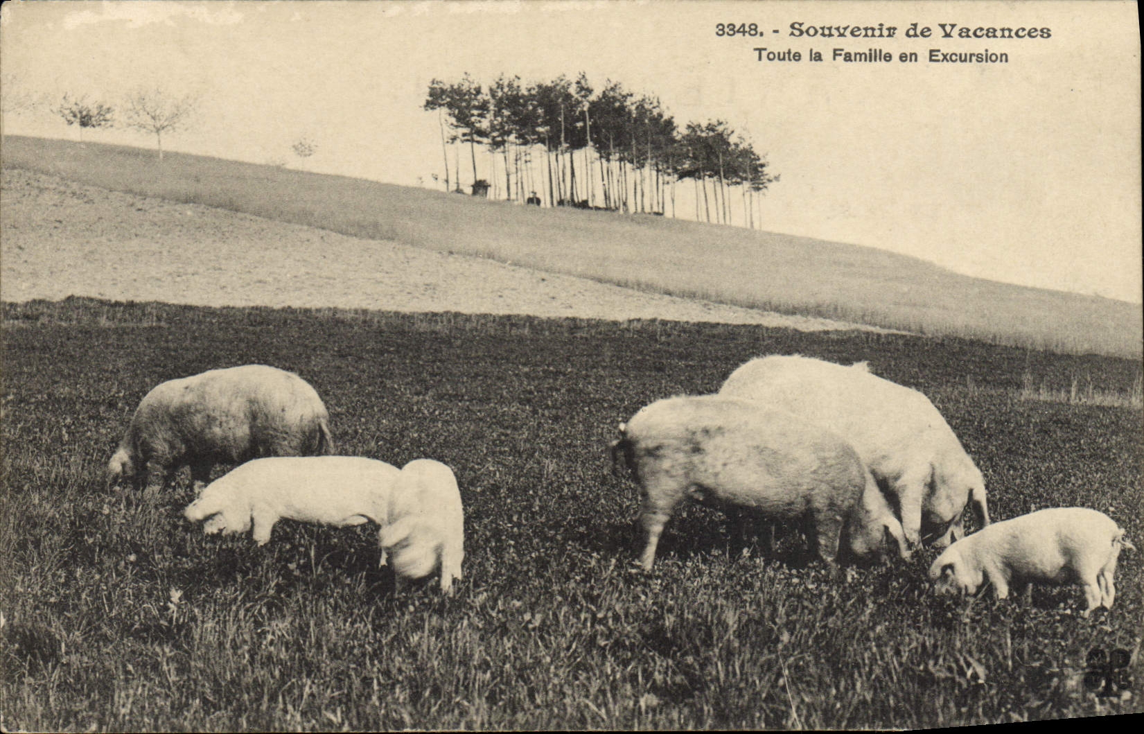 CPA Cochon Porc Toute la famille en excursion 