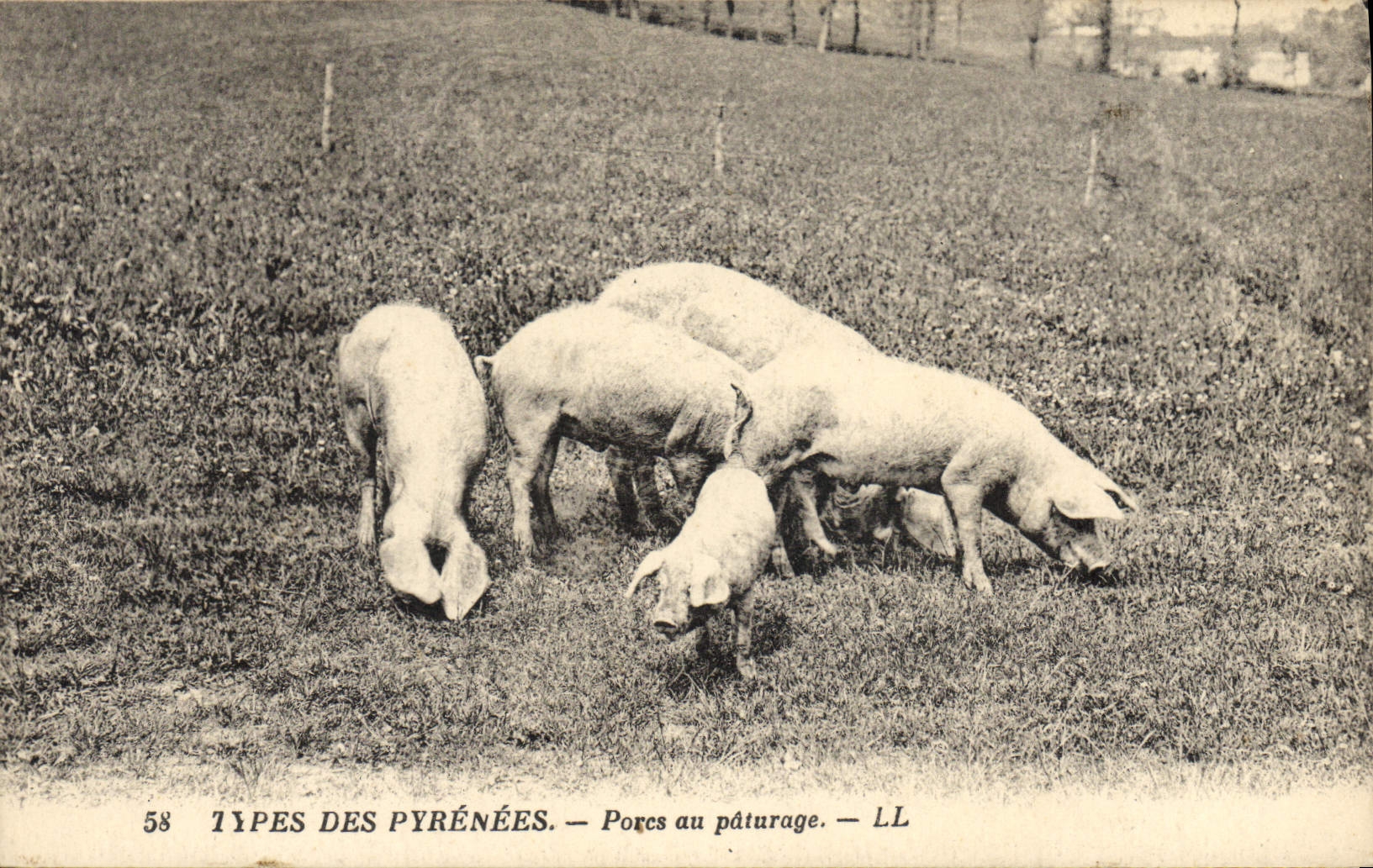 CPA Cochon Porc Pyrenees Porcs au paturage 