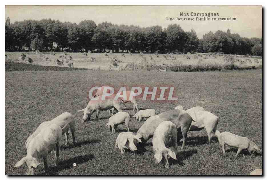 CPA Cochon Porc Une heureuse famille en excursion 