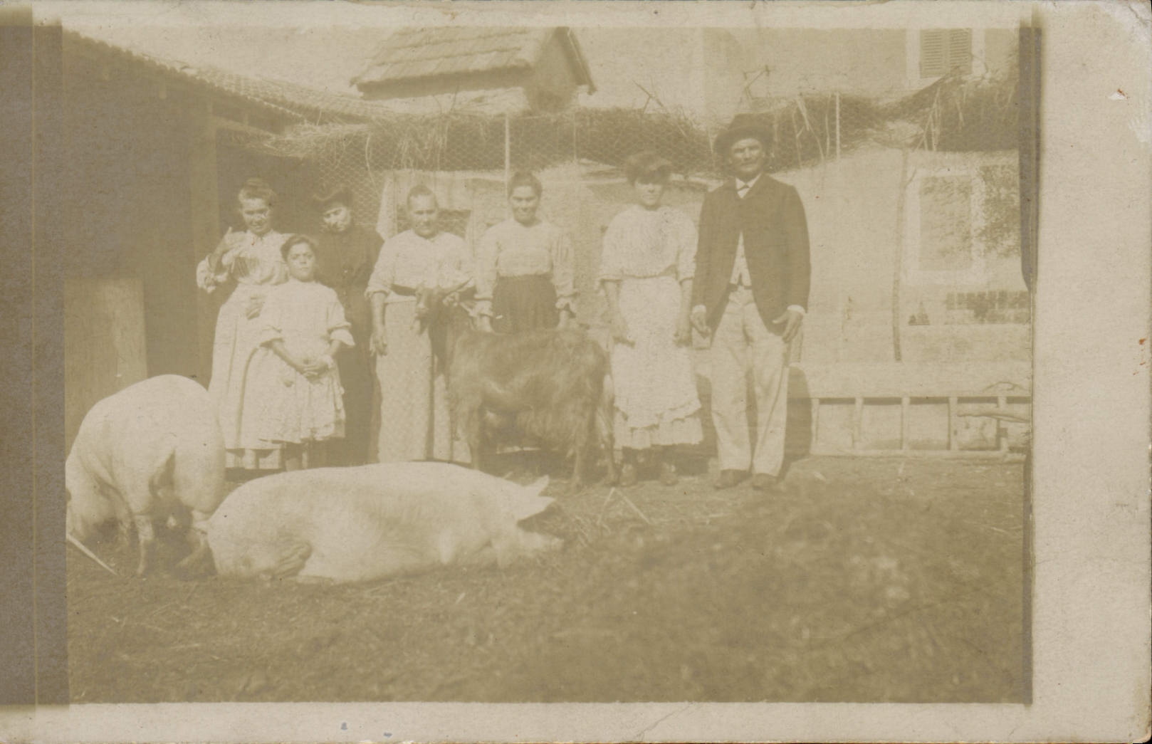 CARTE PHOTO Cochon Porc Chevre Paysans 