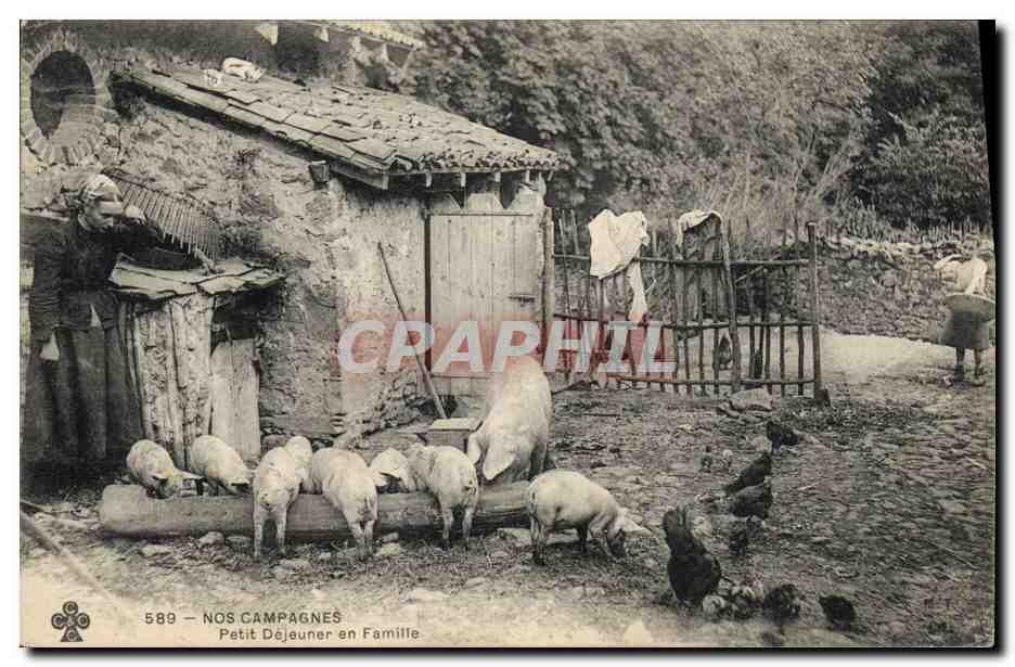 CPA Cochon Porc Petit dejeuner en famille 