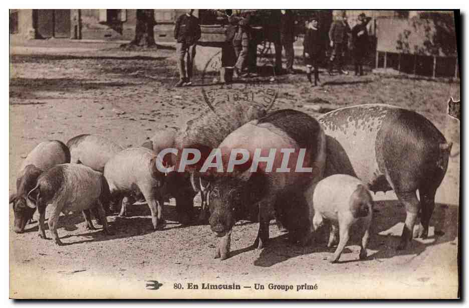 CPA Cochon Porc En Limousin Un groupe prime 