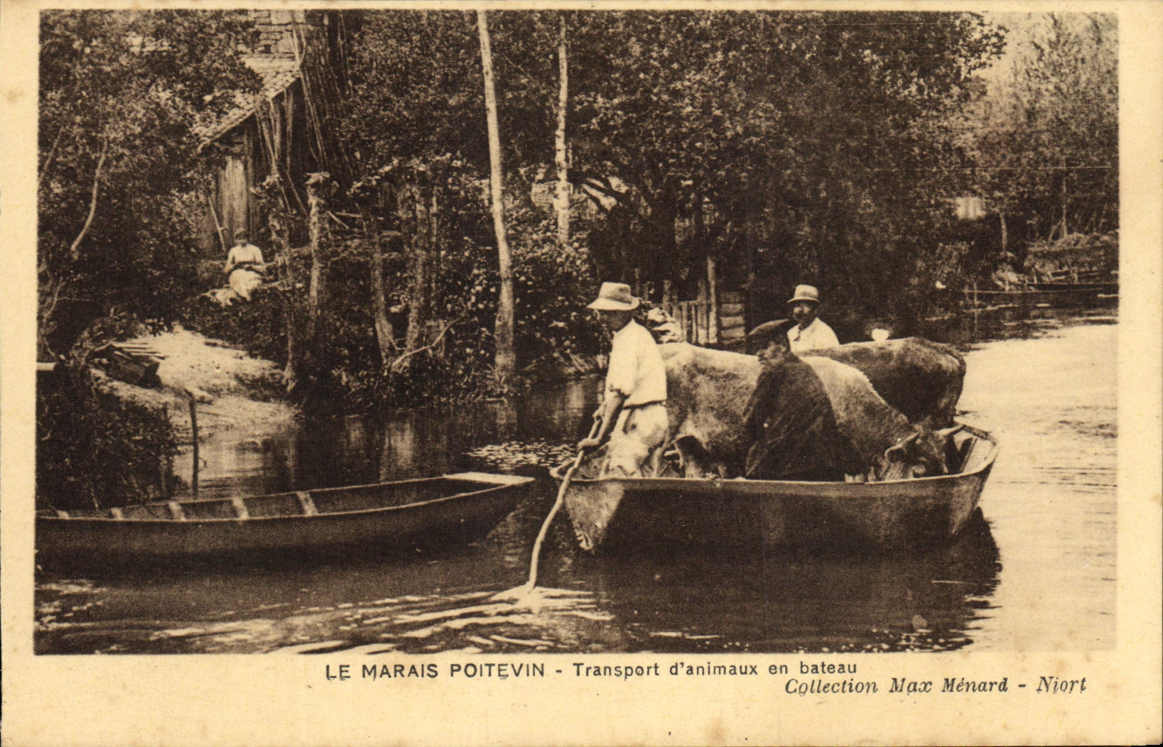 CPA Folklore Le marais poitevin Transport d'animaux en bateau 