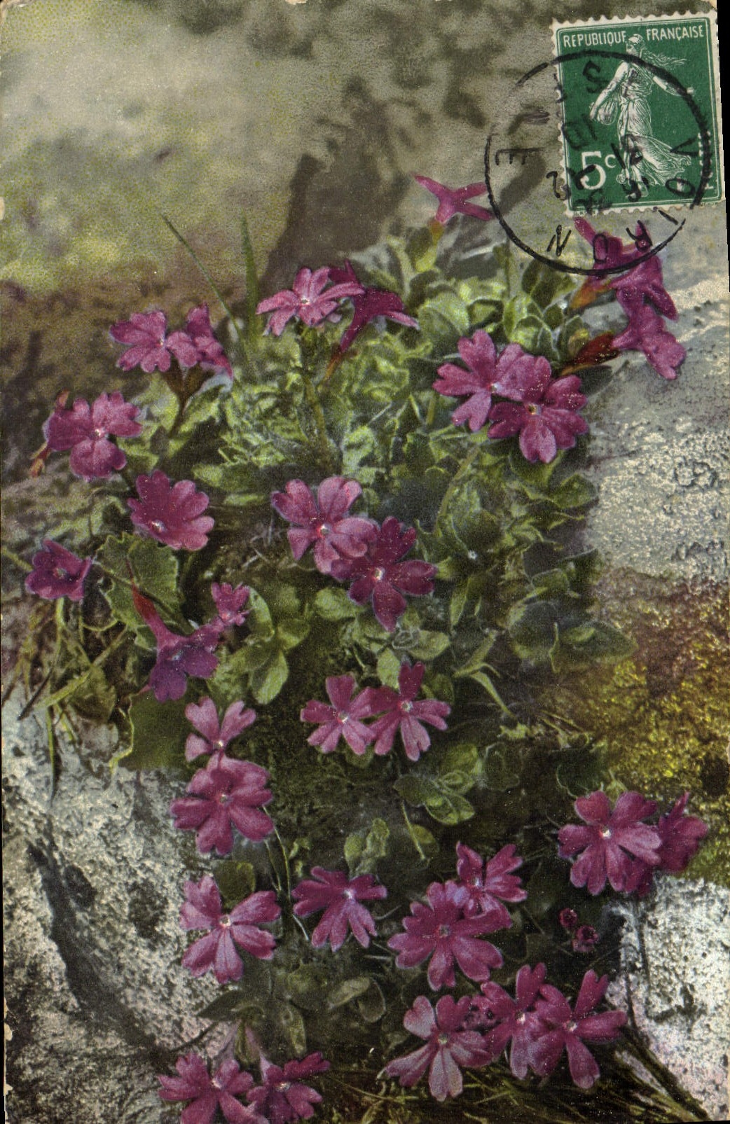 CPA Fantaisie Fleurs Primula integrifolia 