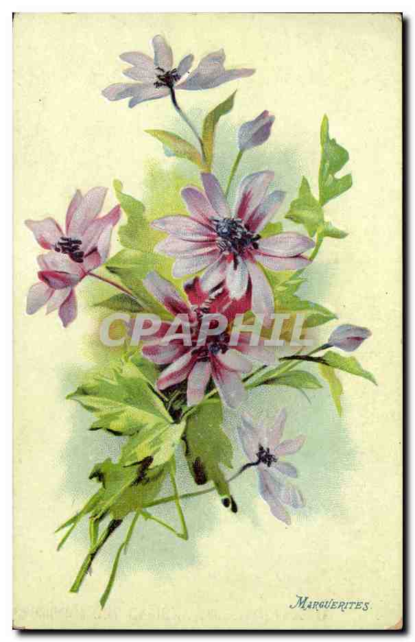 CPA Fantaisie Fleurs Marguerites