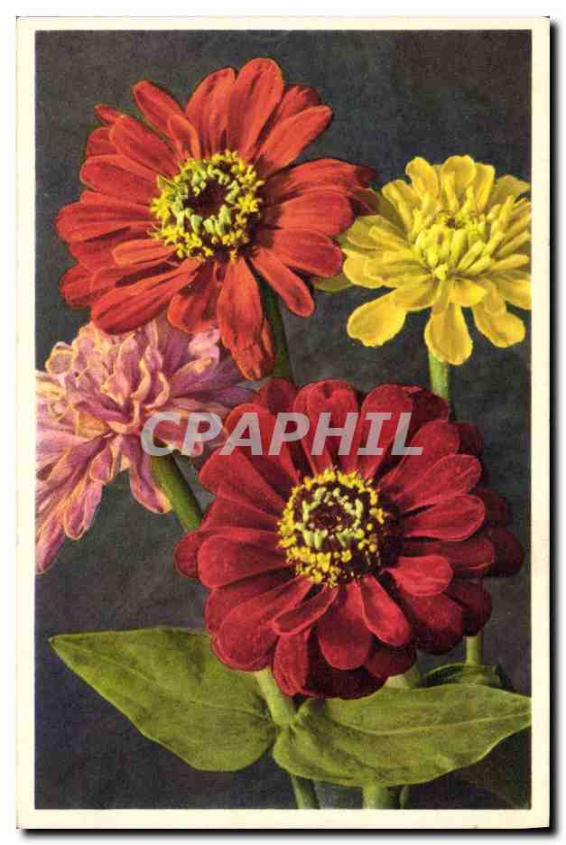 CPA Fantaisie Fleurs Zinnie