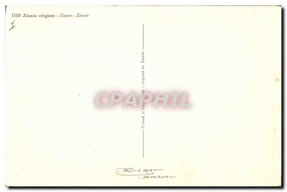 CPA Fantaisie Fleurs Zinnie — Rückseite